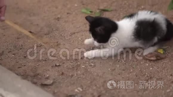 小猫在户外玩耍。