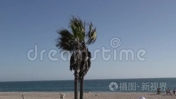 多风海滩上的棕榈树视频