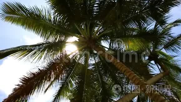 热带岛屿上的椰子棕榈树。 从上到下滚动。