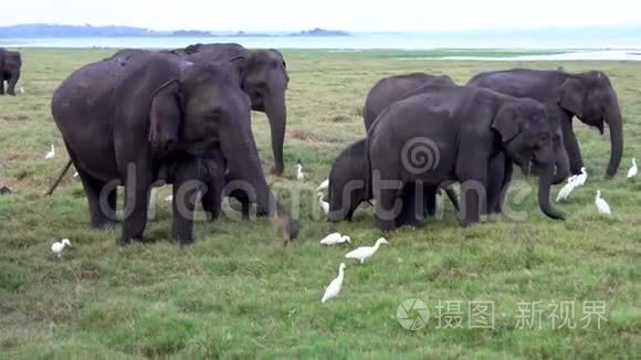 大象一家吃草，周围有白鹭