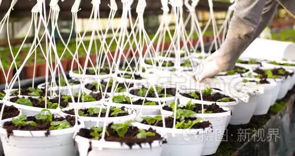 男性植物学家在罐子上剪带子视频