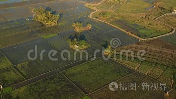 巴厘岛稻田的无人机或鸟瞰图