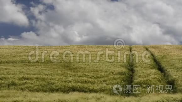 详细的大麦场在风中视频