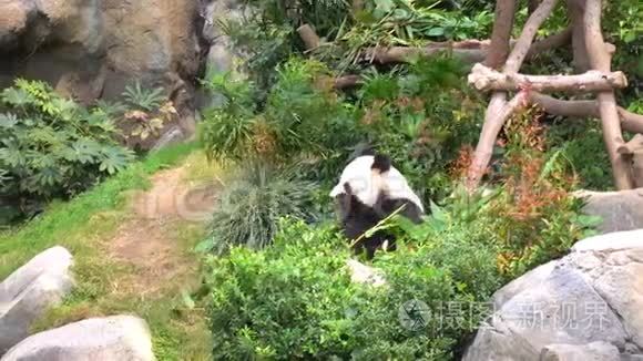 大熊猫在吃竹子视频