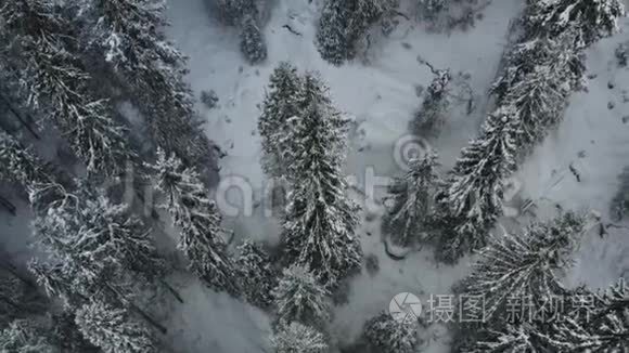 挪威的冬雪森林视频