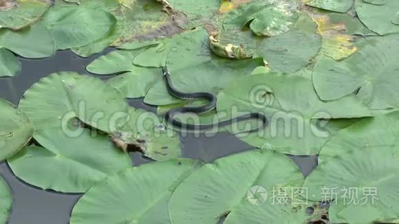 纳特里克斯在睡莲的叶子上爬行视频