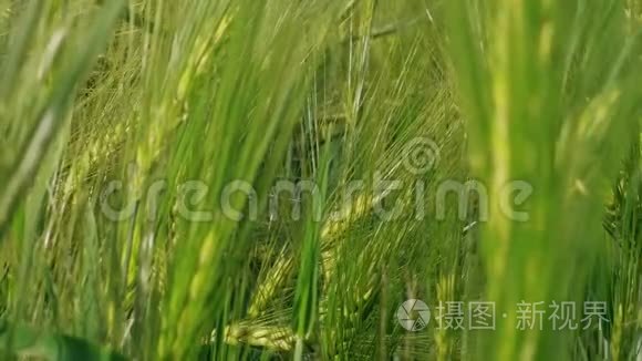 春日农场种植绿色黑麦的粮食头视频