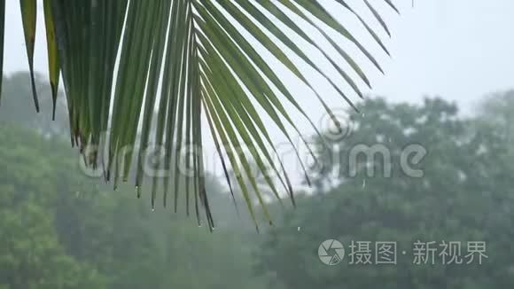 白天岛上热带大雨视频