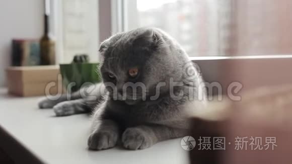 美丽的苏格兰折叠猫躺在窗台上，看着相机