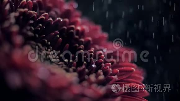 宏观侧景酒红菊花洒在水中视频