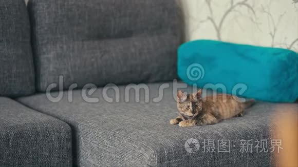 三只彩色猫躺在沙发上视频