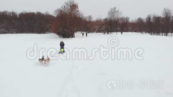 西伯利亚哈士奇在狗队。 在森林里奔跑。 在雪橇上骑着西伯利亚哈士奇狗队