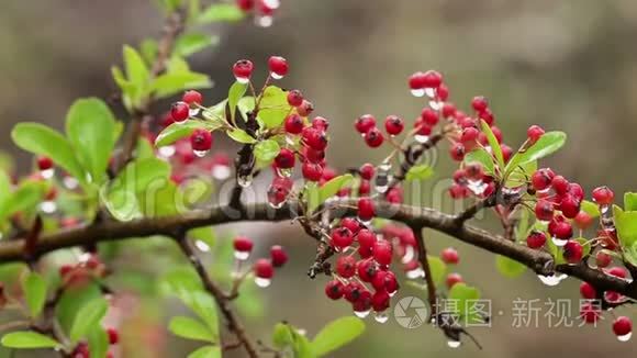 挂在树枝上的科通那德红冬梅视频