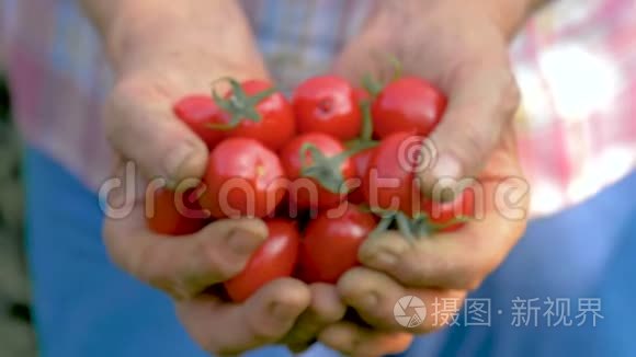 老年妇女手捧熟红樱桃番茄特写视频