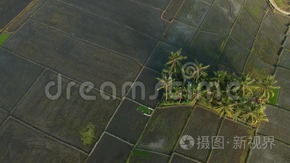 巴厘岛稻田的无人机或鸟瞰图