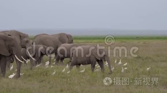 非洲大草原草原草原上大草原野生大象与小食草