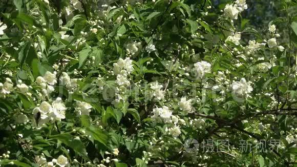 大黄蜂飞过茉莉花，采集花蜜