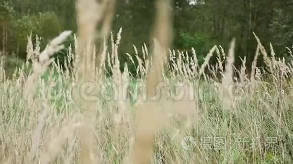 枯黄的草在田野里打转视频