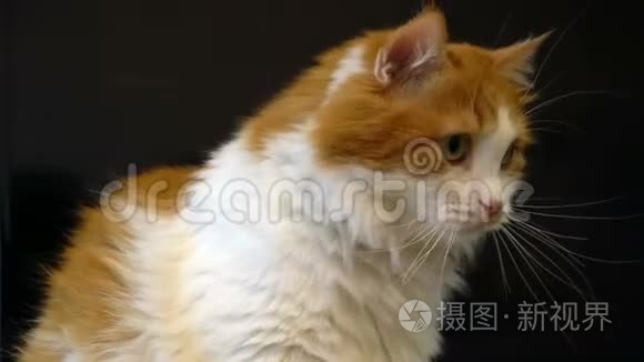 红白相间的猫脸紧闭