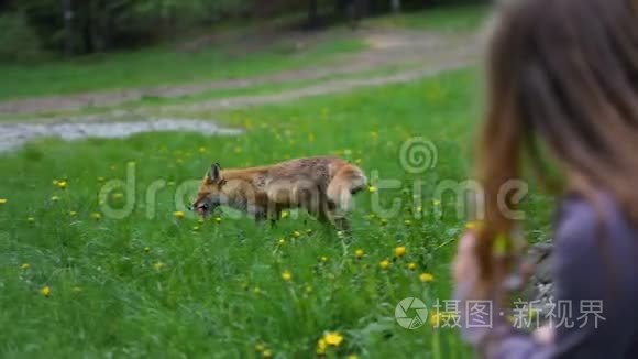 一只被人喂养的野红狐狸视频