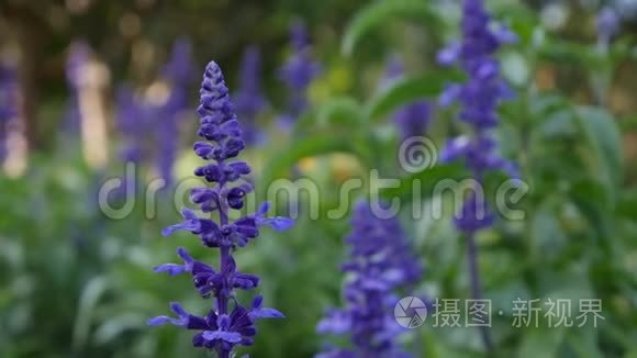 花的紫蓝色丹皮花。 夏日，微风轻拂.. 特写