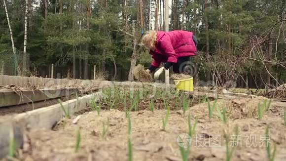 菜园里的一位女农民种大蒜视频