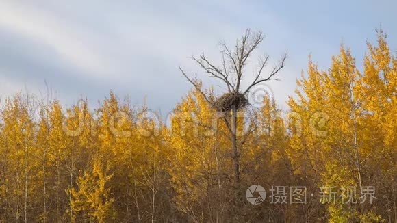 在枯树上的一个黄色叶子的大巢视频