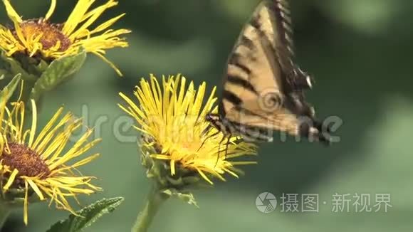 花蝴蝶视频