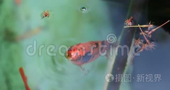 旧花瓶里的金鱼mov格式视频下载 正版视频编号02zs9s 摄图新视界视频库