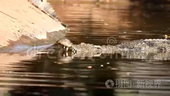 鳄鱼在水里视频