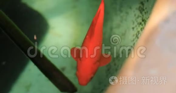 旧花瓶里的金鱼mov格式视频下载 正版视频编号02zoxr 摄图新视界视频库
