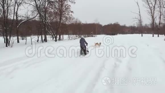 西伯利亚哈士奇在狗队。 在森林里奔跑。 在雪橇上骑着西伯利亚哈士奇狗队