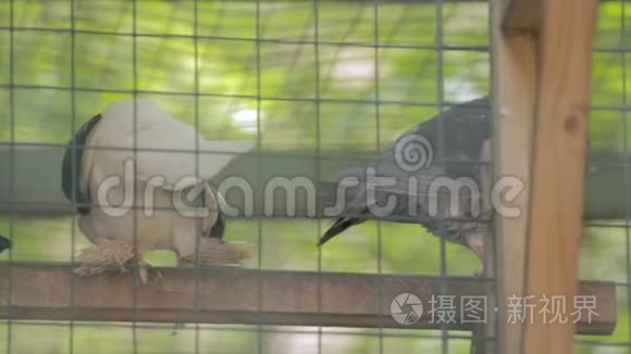 四只鸽子在鸟笼里视频