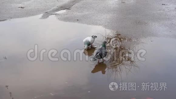 大城市里的野性视频