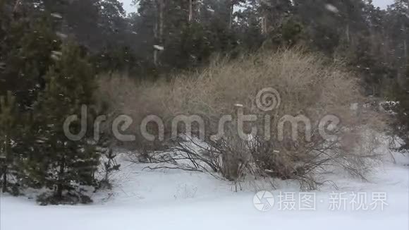 冬天森林里的暴风雪视频