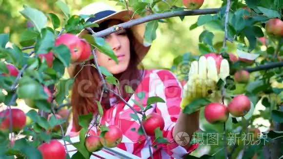 特写，女农民或农学家戴着帽子和手套，在果园里摘苹果，阳光明媚