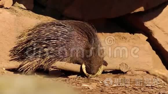 高清特写视频猪熊吃蔬菜.短视频