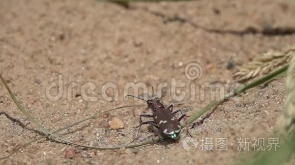 快速起飞的北沙丘虎甲虫Cicindela杂种，慢动作