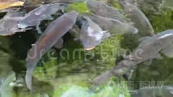 大型的腐肉一个接一个地漂浮在湖里寻找食物。