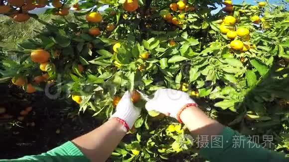 有机种植园用手采摘橘子视频