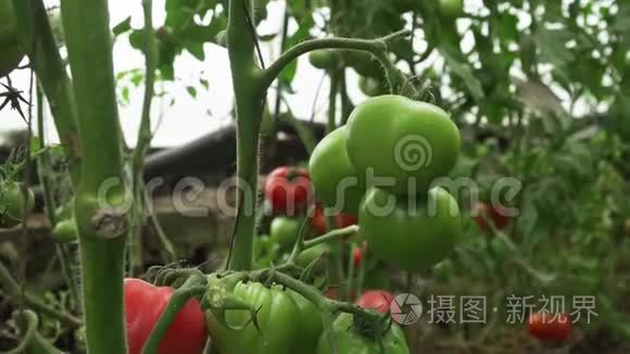 蕃茄生长在温室里，葡萄干上有未成熟的果实. 有机蔬菜