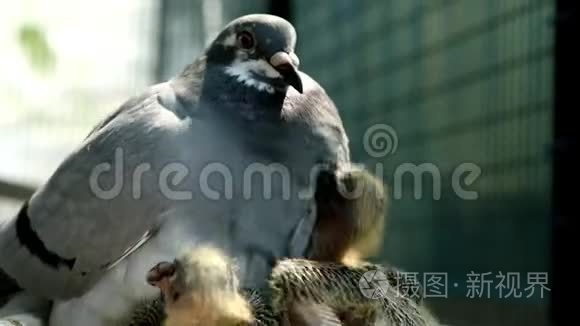 信鸽在家阁楼喂养两个新生婴儿