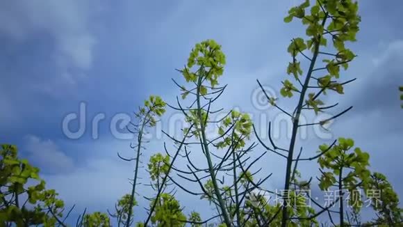 甘蓝型油菜或甘蓝型油菜视频