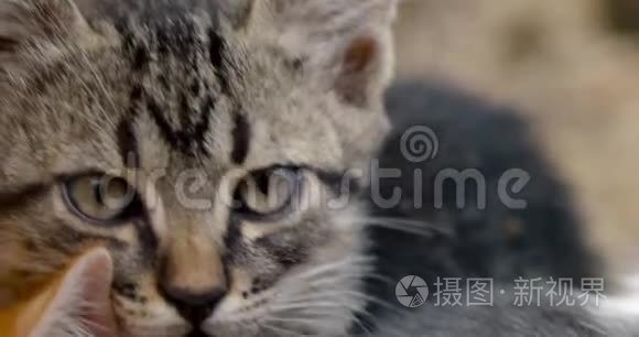 三只可爱的小猫的脸视频