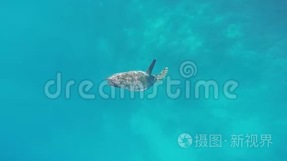 鹭海龟在海底游泳视频