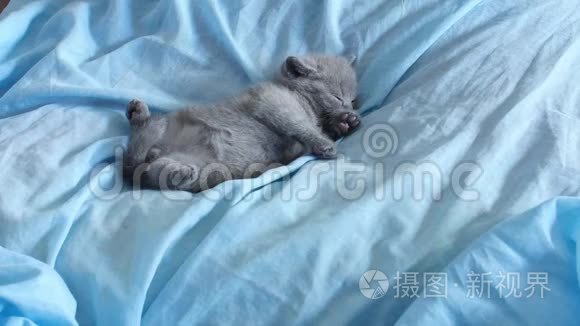 蓝色床上用品上的英国小猫视频