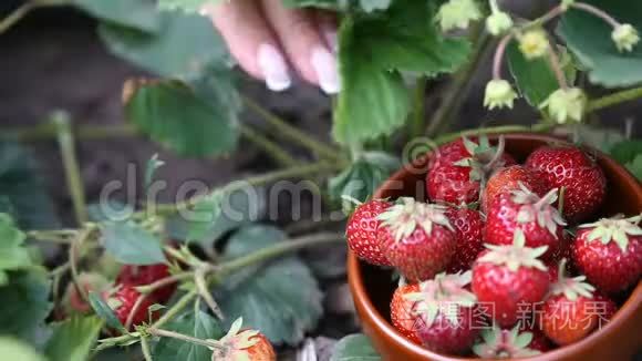 女性手在盘子里采摘成熟的草莓视频