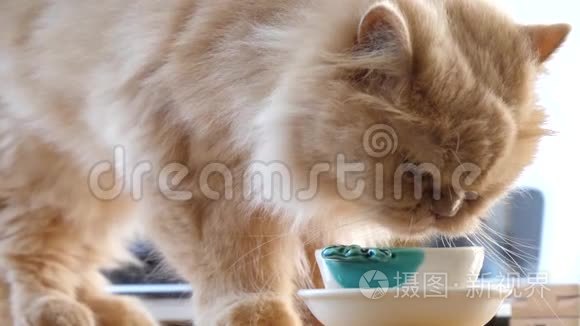 波斯猫饮水慢动作视频