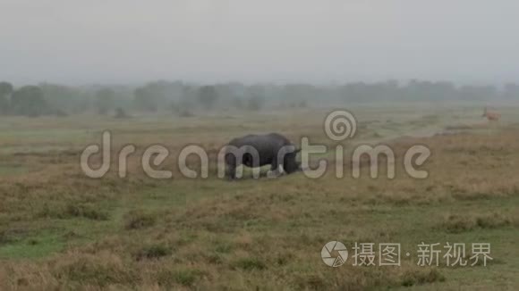 在大雨中的非洲草原上，犀牛在草地上行走和放牧