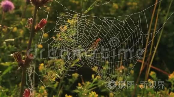 晨露滴下的蛛网在微风中颤抖视频